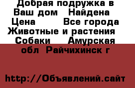 Добрая подружка,в Ваш дом!!!Найдена › Цена ­ 10 - Все города Животные и растения » Собаки   . Амурская обл.,Райчихинск г.
